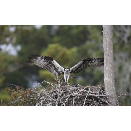 Florida, Blue Cypress Lake Osprey on its nest